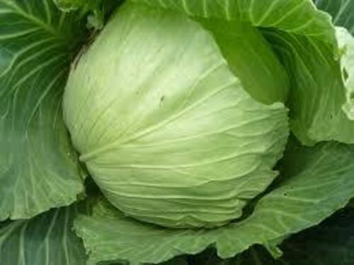Fresh Cabbage