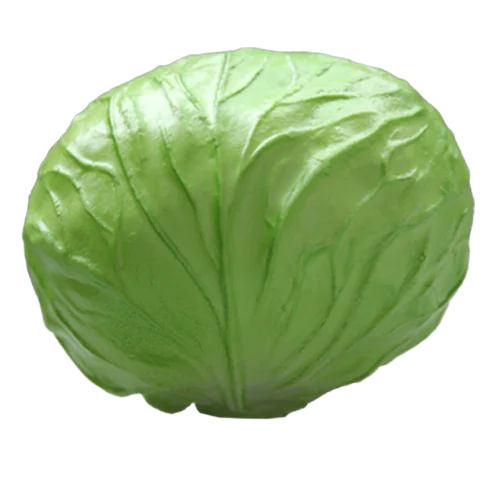 Fresh Cabbage