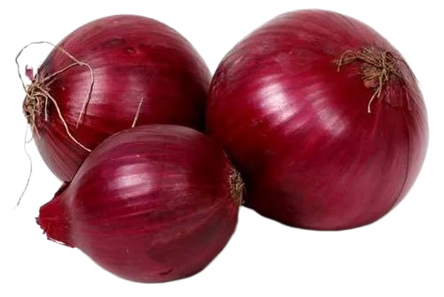 Fresh Onion