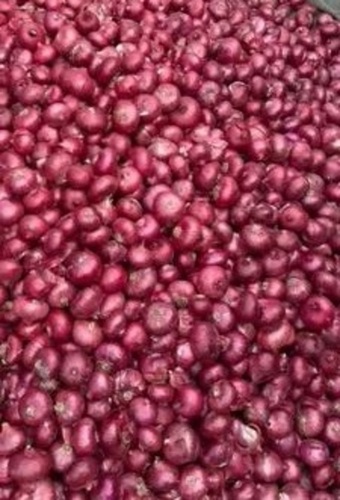 Fresh Red Onion By Kanishk Exports