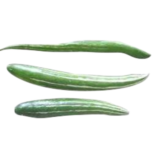 Fresh Snake Gourd