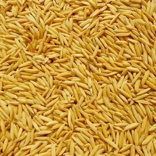 Paddy Seeds