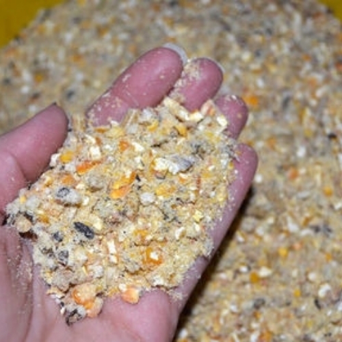 Maize Cattle Feed - Color: Yellow