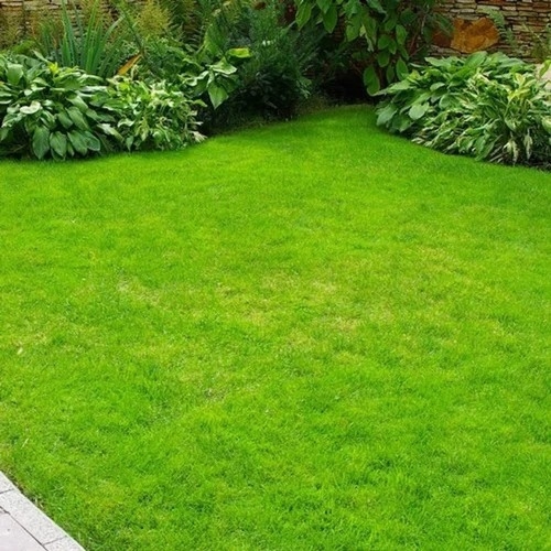 Green Lawn Grass By Aditya Green Age
