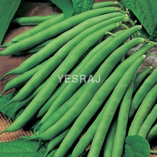 Rich Fiber French Beans - Moisture (%): 99%