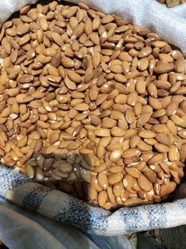 American Moti Tanch Almond