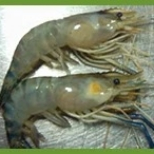 Scampy Prawns