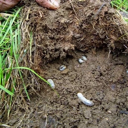 Agro Fertilizer Chemicals