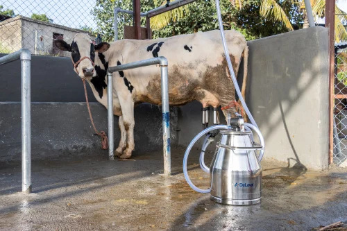 Cow Single Bucket Milking Machine - Material: Aluminum