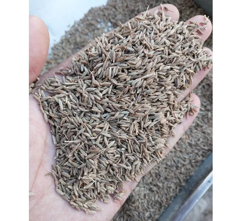 cumin seed