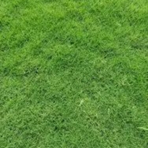 Bermuda Grass
