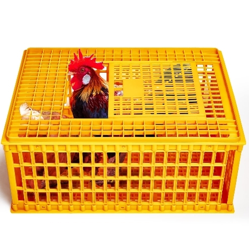 Chicks Transporting Box