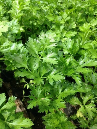 Green Coriander Leaf