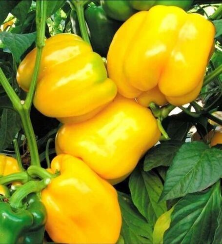 Yellow Capsicum