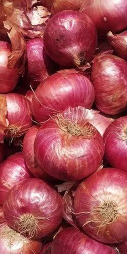 Fresh Red Onion - Cultivation Type: Common