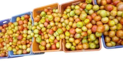 Fresh Tomato