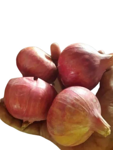 Round Fresh Onion - Cultivation Type: Common