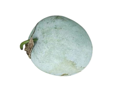 Snow White Pumpkin