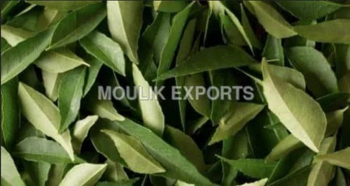 Curry Leaves