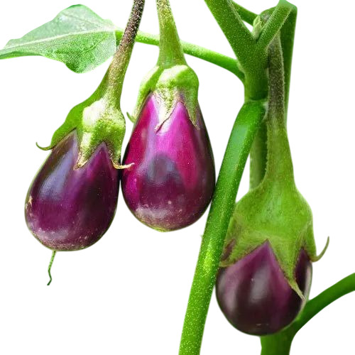 Fresh Brinjal