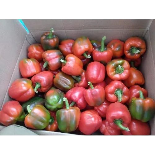 Fresh Capsicum