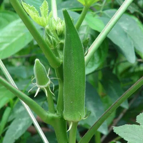 Lady Finger