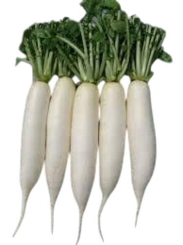 Fresh Radish