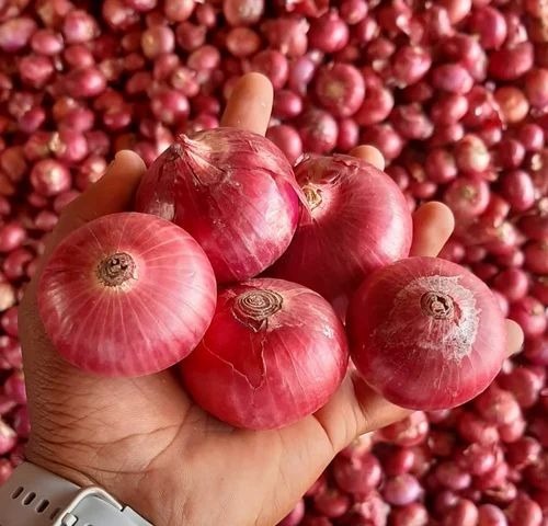 Medium Pink Onion