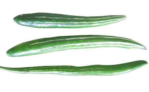 Snake Gourd
