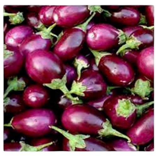 Frehs Brinjal