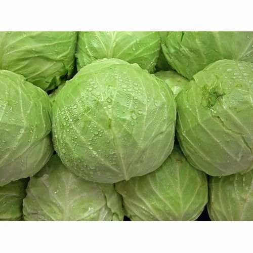 Fresh Cabbage