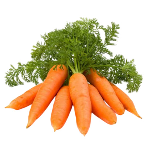 Fresh Carrot