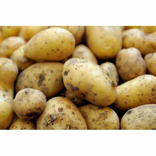 Fresh Potato