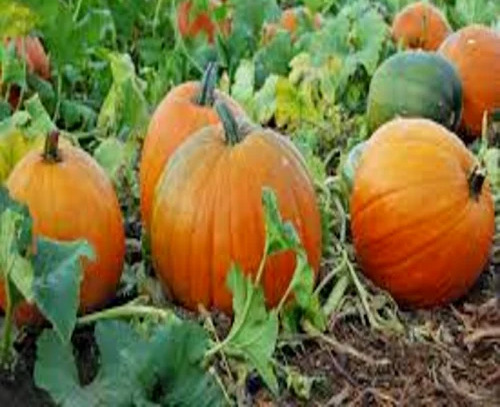 Fresh Pumpkin
