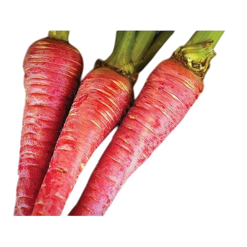Red Carrot
