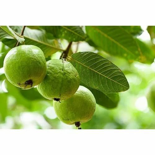 Green Guava Fruit