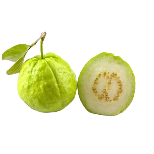 Green Guava Fruits 