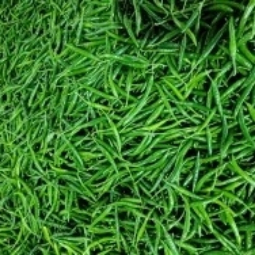 Green Chillies 