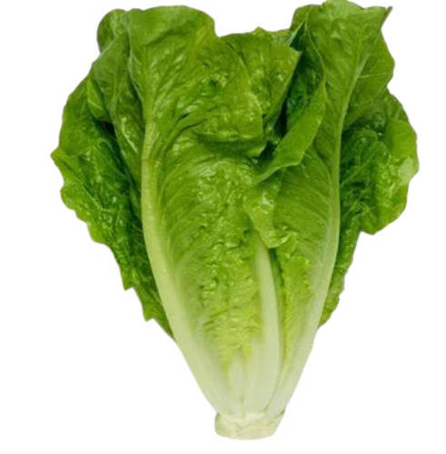 Romaine Lettuce