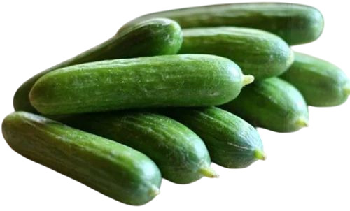 Cucumber