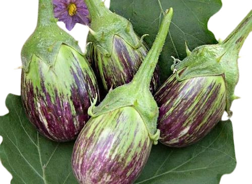 Fresh Brinjal