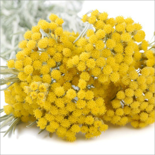 Steam Distillation Helichrysum Essential Oil - Age Group: All Age Group