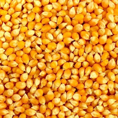 Corn Seeds