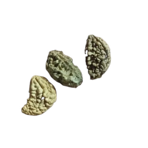 1 Mukhi Rudraksha