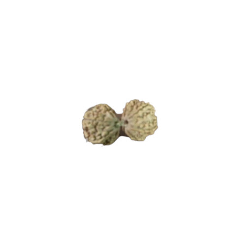 Gauri Shankar Rudraksha Beads