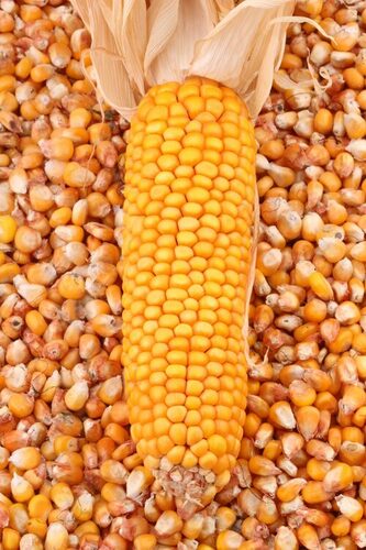 Maize Grain - Cultivation Type: Organic