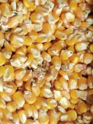Yellow Corn Maize