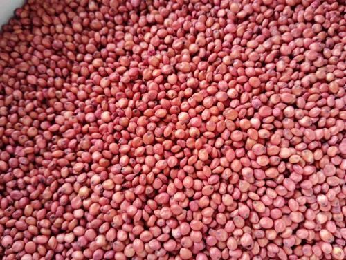 Sorghum Seed - Moisture (%): 20