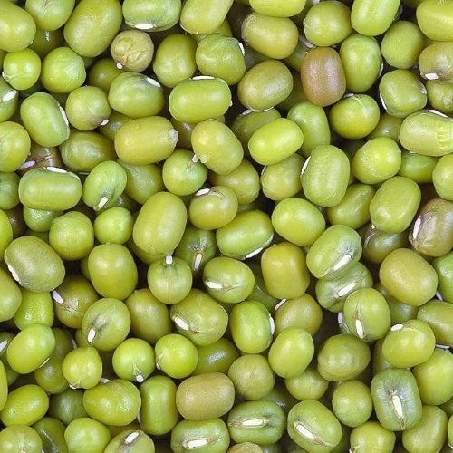 Green Gram Seeds By Saraswati Seeds