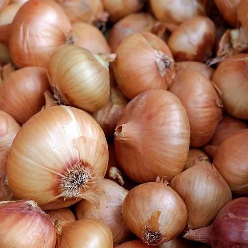 Shallots Onion